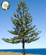 Load image into Gallery viewer, Close-up of an Araucaria heterophylla (Norfolk Island Pine) plant. The image features dense clusters of soft, needle-like leaves arranged in a spiral pattern along the branches. Each leaf is a bright green, slightly curved, and tapers to a fine point, giving the foliage a feathery, delicate appearance. The branches are arranged in symmetrical whorls, radiating outward from the central trunk. The bark is light brown and slightly textured, providing a subtle contrast to the vibrant green needles.