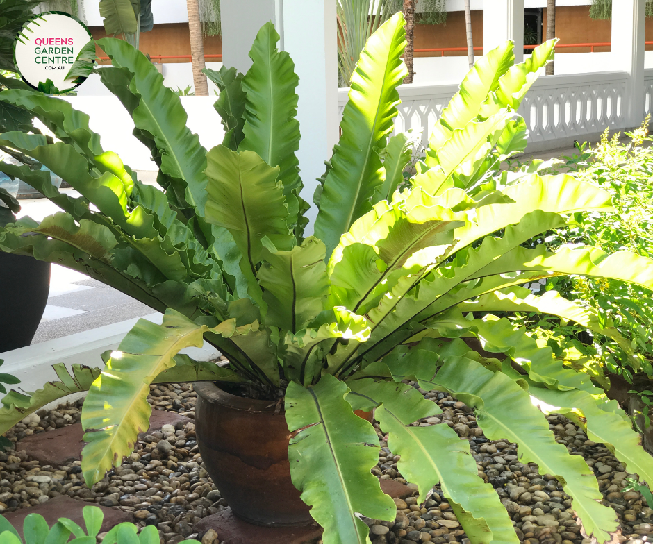 birds nest fern for sale australia Buy Asplenium australasicum Birds Nest Fern Online in Australia – Queens  Garden Centre