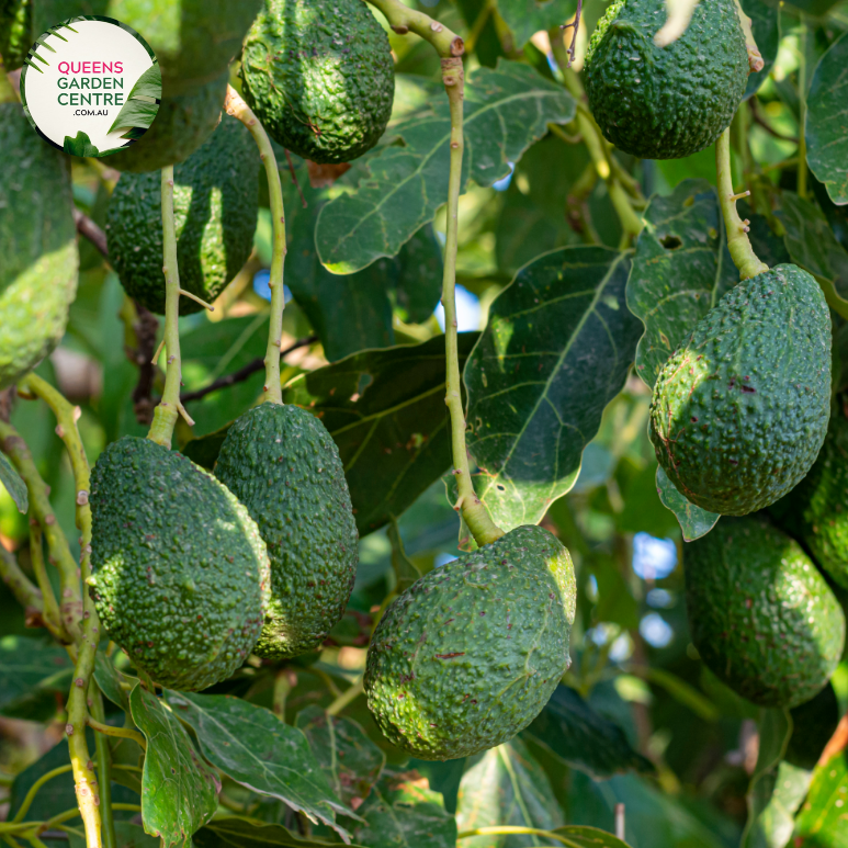 Grafted Avocado (Persea Americana) Live fruit tree. Tropical shops avocado. (10in to 2 ft)