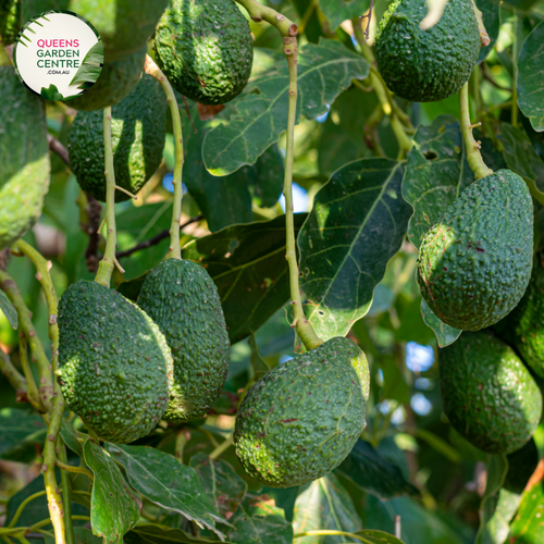 Alt text: Persea americana 'Hass,' a grafted Hass Avocado plant. This evergreen tree is known for its oval-shaped, dark green leaves and the potential to produce creamy Hass avocados. A popular choice for home gardens, it offers both ornamental appeal and the prospect of a delicious and nutritious harvest.
