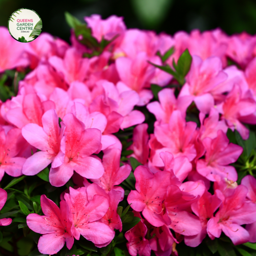 Close-up photo of an Azalea Autumn Jewel™ Hybrid plant, showcasing its vibrant and abundant blooms. The plant features clusters of large, trumpet-shaped flowers in various shades of pink and purple. The petals have a velvety texture and are delicately ruffled, adding depth and visual interest to the blossoms.