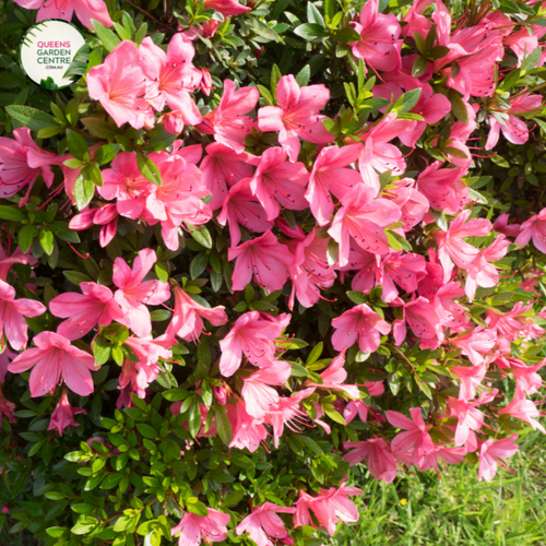 Close-up photo of an Azalea Autumn Ruby™ Rhododendron Hybrid CONLER PRD plant, showcasing its stunning and vibrant flowers. The plant features clusters of medium-sized, trumpet-shaped blooms in a rich shade of ruby red. The petals are slightly ruffled and have a velvety texture, adding depth and dimension to the blossoms.