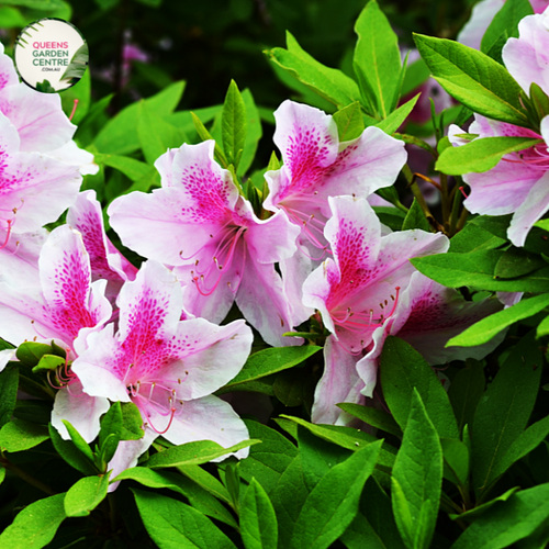 Close-up photo of an Azalea indica 'Exquisite' plant, displaying its stunning and vibrant blossoms. The plant features clusters of medium-sized, funnel-shaped flowers in shades of pink and white. The petals have a smooth texture and are delicately arranged, creating an elegant floral display. 