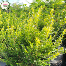 Load image into Gallery viewer, Backhousia Myrtifolia