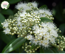 Load image into Gallery viewer, "Close-up view of Backhousia myrtifolia, commonly known as Cinnamon Myrtle, displaying its glossy green leaves. This Australian native plant is valued for its aromatic foliage and is a charming addition to gardens and landscapes."