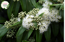 Load image into Gallery viewer, "Close-up view of Backhousia myrtifolia, commonly known as Cinnamon Myrtle, displaying its glossy green leaves. This Australian native plant is valued for its aromatic foliage and is a charming addition to gardens and landscapes."
