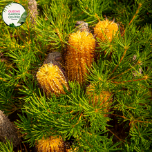 Load image into Gallery viewer, Alt text: Close-up photo of a Banksia spinulosa plant, featuring its distinctive cylindrical flower spikes. The Australian native plant displays golden-yellow inflorescences composed of numerous small, tubular flowers. The photo captures the intricate details of the flowers, highlighting their unique structure and the overall beauty of the Banksia spinulosa.