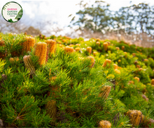 Load image into Gallery viewer, Alt text: Close-up photo of a Banksia spinulosa plant, featuring its distinctive cylindrical flower spikes. The Australian native plant displays golden-yellow inflorescences composed of numerous small, tubular flowers. The photo captures the intricate details of the flowers, highlighting their unique structure and the overall beauty of the Banksia spinulosa.