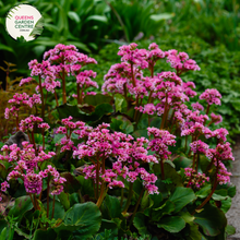 Load image into Gallery viewer, Close-up of Bergenia x schmidtii: In this close-up image, the heart-shaped leaves of Bergenia x schmidtii are prominent, showcasing their glossy texture and vibrant green color. The leaves are arranged in a rosette formation, with serrated edges and prominent veins running through them. Some leaves exhibit reddish tones along the edges, adding visual interest to the plant.