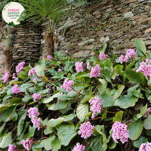 Load image into Gallery viewer, Close-up of Bergenia x schmidtii: In this close-up image, the heart-shaped leaves of Bergenia x schmidtii are prominent, showcasing their glossy texture and vibrant green color. The leaves are arranged in a rosette formation, with serrated edges and prominent veins running through them. Some leaves exhibit reddish tones along the edges, adding visual interest to the plant.