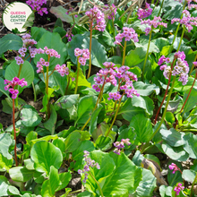 Load image into Gallery viewer, Close-up of Bergenia x schmidtii: In this close-up image, the heart-shaped leaves of Bergenia x schmidtii are prominent, showcasing their glossy texture and vibrant green color. The leaves are arranged in a rosette formation, with serrated edges and prominent veins running through them. Some leaves exhibit reddish tones along the edges, adding visual interest to the plant.