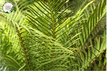 Load image into Gallery viewer, Close-up photo of a Blechnum Gibbum Silver Lady plant, commonly known as Silver Lady Fern, showcasing its elegant and lush fronds. The plant features a cluster of finely divided, silvery-green fronds that create a graceful and delicate appearance. The fronds have a feathery texture and are arranged in a symmetrical manner. The photo captures the intricate details of the fronds, highlighting the silvery-green color, the finely divided segments, and the overall beauty of the Blechnum Gibbum Silver Lady plant.