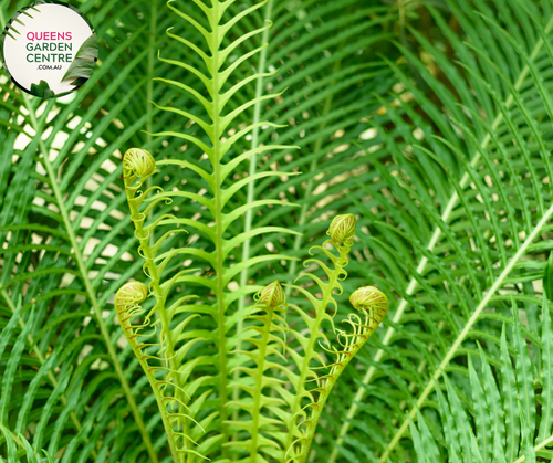 Close-up photo of a Blechnum Gibbum Silver Lady plant, commonly known as Silver Lady Fern, showcasing its elegant and lush fronds. The plant features a cluster of finely divided, silvery-green fronds that create a graceful and delicate appearance. The fronds have a feathery texture and are arranged in a symmetrical manner. The photo captures the intricate details of the fronds, highlighting the silvery-green color, the finely divided segments, and the overall beauty of the Blechnum Gibbum Silver Lady plant.