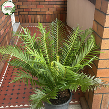 Load image into Gallery viewer, Blechnum Gibbum Silver Lady