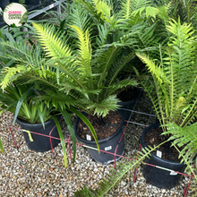 Load image into Gallery viewer, Blechnum Gibbum Silver Lady