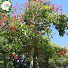 Load image into Gallery viewer, Alt text: Close-up photo of a Brachychiton 'Jerilderie Red' plant, highlighting its distinctively red bell-shaped flowers. The deciduous tree features a canopy adorned with large, striking blossoms that add a burst of vibrant color to the landscape. The image captures the unique and eye-catching beauty of the Brachychiton 'Jerilderie Red,' making it a standout feature in gardens and natural settings.