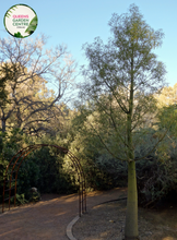 Load image into Gallery viewer, Alt text: Close-up photo of a Brachychiton rupestris, commonly known as the Queensland Bottle Tree, showcasing its distinctive trunk and lush green foliage. The tree features a swollen bottle-shaped trunk, storing water during dry periods, and large, lobed leaves. The image captures the unique form of the Queensland Bottle Tree, presenting an iconic and sculptural element in arid landscapes.