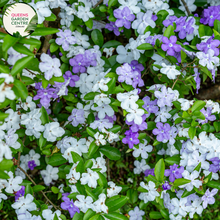 Load image into Gallery viewer, Close-up of Brunfelsia Latifolia: This image showcases a detailed view of the Brunfelsia Latifolia flower. The flower exhibits a captivating gradient of colors, transitioning from deep purple at the center to lighter shades of lavender towards the edges of the petals. Each petal features delicate veins and a slightly ruffled texture, adding to its allure. The flower's prominent yellow stamens and pistil are visible at the center, surrounded by a cluster of petals.