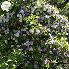 Load image into Gallery viewer, Close-up of Brunfelsia Latifolia: This image showcases a detailed view of the Brunfelsia Latifolia flower. The flower exhibits a captivating gradient of colors, transitioning from deep purple at the center to lighter shades of lavender towards the edges of the petals. Each petal features delicate veins and a slightly ruffled texture, adding to its allure. The flower's prominent yellow stamens and pistil are visible at the center, surrounded by a cluster of petals.