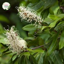 Load image into Gallery viewer, Close-up photo of a Buckinghamia celsissima plant, commonly known as the Ivory Curl Flower, showcasing its delicate and elegant flowers. The plant features clusters of small, bell-shaped blossoms in shades of ivory or creamy white. The petals are slightly curved and have a delicate texture, adding to the charm of the flowers. The photo captures the intricate details of the blossoms, highlighting their pale color, the graceful shape, and the overall beauty of the Buckinghamia celsissima plant.