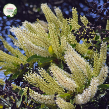 Load image into Gallery viewer, Close-up photo of a Buckinghamia celsissima plant, commonly known as the Ivory Curl Flower, showcasing its delicate and elegant flowers. The plant features clusters of small, bell-shaped blossoms in shades of ivory or creamy white. The petals are slightly curved and have a delicate texture, adding to the charm of the flowers. The photo captures the intricate details of the blossoms, highlighting their pale color, the graceful shape, and the overall beauty of the Buckinghamia celsissima plant.