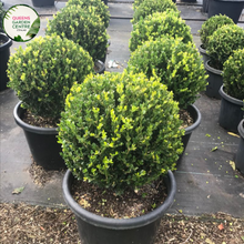 Load image into Gallery viewer, Buxus Microphylla Faulkner Topiary Balls