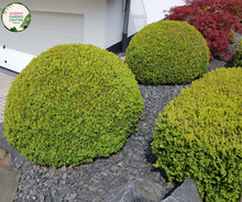 Load image into Gallery viewer, "Buxus microphylla Faulkner, a compact evergreen shrub, showcasing dense, small, glossy green leaves, perfect for hedging and ornamental use in gardens."