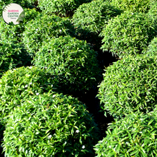 Load image into Gallery viewer, "Buxus microphylla Faulkner, a compact evergreen shrub, showcasing dense, small, glossy green leaves, perfect for hedging and ornamental use in gardens."