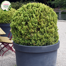 Load image into Gallery viewer, Alt text: Close-up photo of a Buxus sempervirens, commonly known as English Box or Common Box, showcasing its dense and evergreen foliage. The compact shrub features small, dark green leaves arranged neatly, creating a formal and manicured appearance. The image captures the classic beauty and versatility of the Buxus sempervirens English Box, often used for hedging, topiary, or as a border plant in garden landscapes.