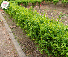 Load image into Gallery viewer, Alt text: Close-up photo of a Buxus sempervirens, commonly known as English Box or Common Box, showcasing its dense and evergreen foliage. The compact shrub features small, dark green leaves arranged neatly, creating a formal and manicured appearance. The image captures the classic beauty and versatility of the Buxus sempervirens English Box, often used for hedging, topiary, or as a border plant in garden landscapes.