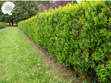 Load image into Gallery viewer, Buxus sempervirens English Box
