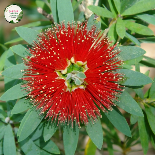 An image of a Callistemon Little John plant, a dwarf variety of bottlebrush plant. The plant showcases dense, compact growth with a rounded shape. It features narrow, dark green leaves that are soft to the touch. At the tips of the branches, clusters of vibrant red, bottlebrush-shaped flowers bloom, creating a stunning contrast against the foliage.