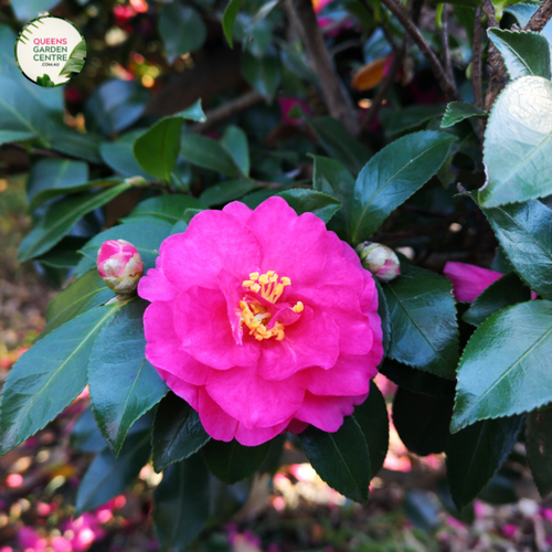 Close-up photo of a Camellia sasanqua 'Bonanza' plant, showcasing its charming and vibrant flowers. The plant features medium-sized, semi-double blooms with bright pink petals and prominent yellow stamens at the center. The petals have a smooth and slightly waxy texture, adding depth and visual interest to the blossoms. 