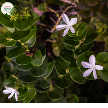 Load image into Gallery viewer, "A detailed view of the Carissa macrocarpa 'Desert Star' plant, featuring its dense, dark green foliage and clusters of small, star-shaped white flowers. The glossy leaves create a lush and compact appearance, serving as a backdrop for the profusion of blooms. 'Desert Star' is a cultivar of Carissa macrocarpa, commonly known as Natal Plum, known for its resilience and ornamental appeal. This plant is a versatile addition to garden landscapes, offering both greenery and delicate floral accents."