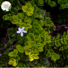 Load image into Gallery viewer, "A detailed view of the Carissa macrocarpa 'Desert Star' plant, featuring its dense, dark green foliage and clusters of small, star-shaped white flowers. The glossy leaves create a lush and compact appearance, serving as a backdrop for the profusion of blooms. 'Desert Star' is a cultivar of Carissa macrocarpa, commonly known as Natal Plum, known for its resilience and ornamental appeal. This plant is a versatile addition to garden landscapes, offering both greenery and delicate floral accents."