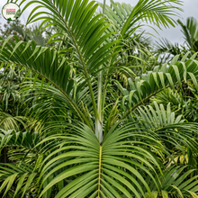 Load image into Gallery viewer, Carpentaria Acuminata