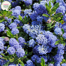 Load image into Gallery viewer, Close-up of Ceanothus Blue Pacific: This image provides a detailed view of the Ceanothus Blue Pacific flower cluster. The small, delicate flowers are arranged in dense clusters along the stems, creating a profusion of vibrant blue blossoms. Each individual flower features five petals and a central cluster of stamens, giving it a star-like appearance.