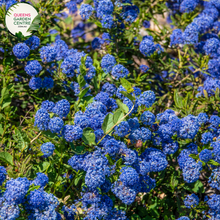 Load image into Gallery viewer, Close-up of Ceanothus Blue Pacific: This image provides a detailed view of the Ceanothus Blue Pacific flower cluster. The small, delicate flowers are arranged in dense clusters along the stems, creating a profusion of vibrant blue blossoms. Each individual flower features five petals and a central cluster of stamens, giving it a star-like appearance.