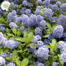 Load image into Gallery viewer, Close-up of Ceanothus Blue Pacific: This image provides a detailed view of the Ceanothus Blue Pacific flower cluster. The small, delicate flowers are arranged in dense clusters along the stems, creating a profusion of vibrant blue blossoms. Each individual flower features five petals and a central cluster of stamens, giving it a star-like appearance.