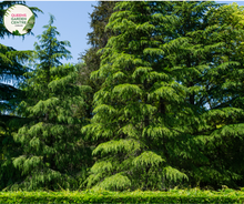 Load image into Gallery viewer, "A majestic image of the Cedrus deodara, commonly known as the Himalayan Cedar, showcasing its stately and pyramidal form. The evergreen conifer features long, graceful needles in shades of green, creating a dense and lush appearance. The tree's elegant branches form a pyramid-like silhouette, adding a touch of grandeur to the landscape. The Himalayan Cedar is revered for its towering presence and ornamental beauty, making it a striking addition to gardens and larger outdoor spaces."