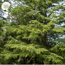 Load image into Gallery viewer, "A majestic image of the Cedrus deodara, commonly known as the Himalayan Cedar, showcasing its stately and pyramidal form. The evergreen conifer features long, graceful needles in shades of green, creating a dense and lush appearance. The tree's elegant branches form a pyramid-like silhouette, adding a touch of grandeur to the landscape. The Himalayan Cedar is revered for its towering presence and ornamental beauty, making it a striking addition to gardens and larger outdoor spaces."