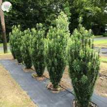 Load image into Gallery viewer, Cephalotaxus Harringtonia (Fastigiata) Plum Yew