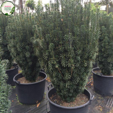 Load image into Gallery viewer, Cephalotaxus Harringtonia (Fastigiata) Plum Yew