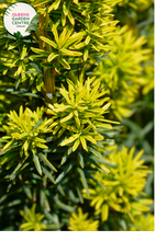 Load image into Gallery viewer, "A detailed view of the Cephalotaxus harringtonia 'Fastigiata,' commonly known as Plum Yew, showcasing its distinctive upright form and evergreen foliage. The densely arranged, dark green needles create a compact and columnar appearance. 'Fastigiata' is a cultivar celebrated for its narrow, upright growth habit, making it a versatile and space-saving addition to garden landscapes. The deep greenery and slender profile of this Plum Yew contribute to its ornamental appeal,