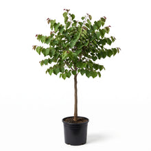 Load image into Gallery viewer, Cercis Canadensis Var. Texensis Oklahoma