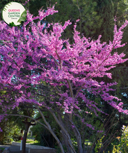 Load image into Gallery viewer, Alt text: Cercis canadensis var. texensis 'Oklahoma,' a deciduous tree known for its heart-shaped leaves and vibrant, reddish-purple flowers. This cultivar is valued for its ornamental qualities, providing a stunning display in spring. The 'Oklahoma' variety is a popular choice for landscaping, adding both color and charm to gardens and outdoor spaces.