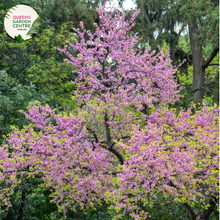 Load image into Gallery viewer,  Close-up of Cercis siliquastrum Judas Tree: This image showcases the delicate features of the Cercis siliquastrum, commonly known as the Judas Tree. The focal point is a cluster of vibrant pink, pea-shaped flowers, which densely adorn the branches of the tree. Each flower consists of five petals arranged in a rounded shape, with small, contrasting stamens at the center.