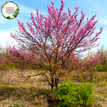 Load image into Gallery viewer,  Close-up of Cercis siliquastrum Judas Tree: This image showcases the delicate features of the Cercis siliquastrum, commonly known as the Judas Tree. The focal point is a cluster of vibrant pink, pea-shaped flowers, which densely adorn the branches of the tree. Each flower consists of five petals arranged in a rounded shape, with small, contrasting stamens at the center.