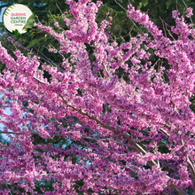 Load image into Gallery viewer,  Close-up of Cercis siliquastrum Judas Tree: This image showcases the delicate features of the Cercis siliquastrum, commonly known as the Judas Tree. The focal point is a cluster of vibrant pink, pea-shaped flowers, which densely adorn the branches of the tree. Each flower consists of five petals arranged in a rounded shape, with small, contrasting stamens at the center.