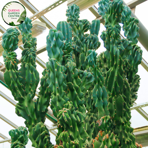 Alt text: Cereus peruvianus Monstrose Blue, also known as Peruvian Apple or Blue Torch Cactus, showcases a unique blue-green coloration and irregular, contorted growth pattern. Its ribbed, columnar stems give it an otherworldly appearance, making it a striking addition to arid gardens and succulent collections.